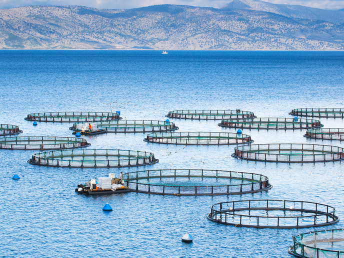 Aquaculture Intelligence