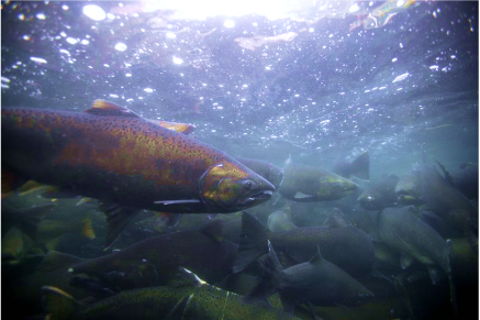 Salmon