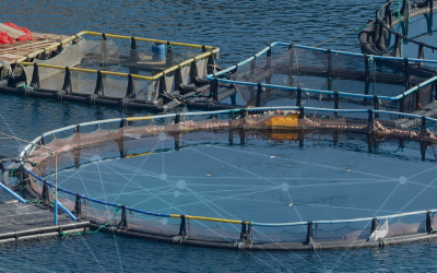 Improving Disease Prediction in Aquaculture: The Benefits of Machine Learning