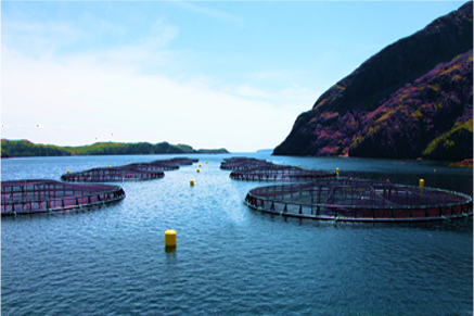 Netpens Fishery